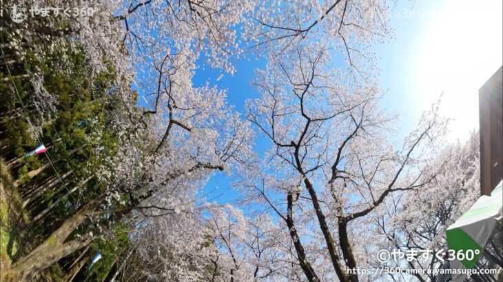Insta360 X4 で桜を撮影