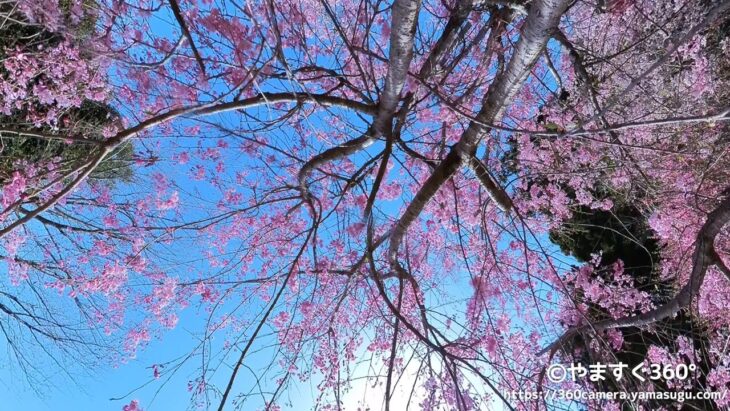 Insta360 ONE RS 1インチで桜を撮影したショット
